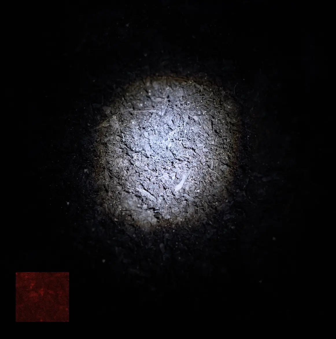 Dogs by Flower and Pines: A Track Review