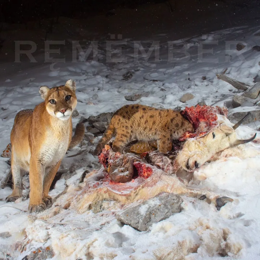 Music from within: RĘMËMBËR EP by King Kelechi