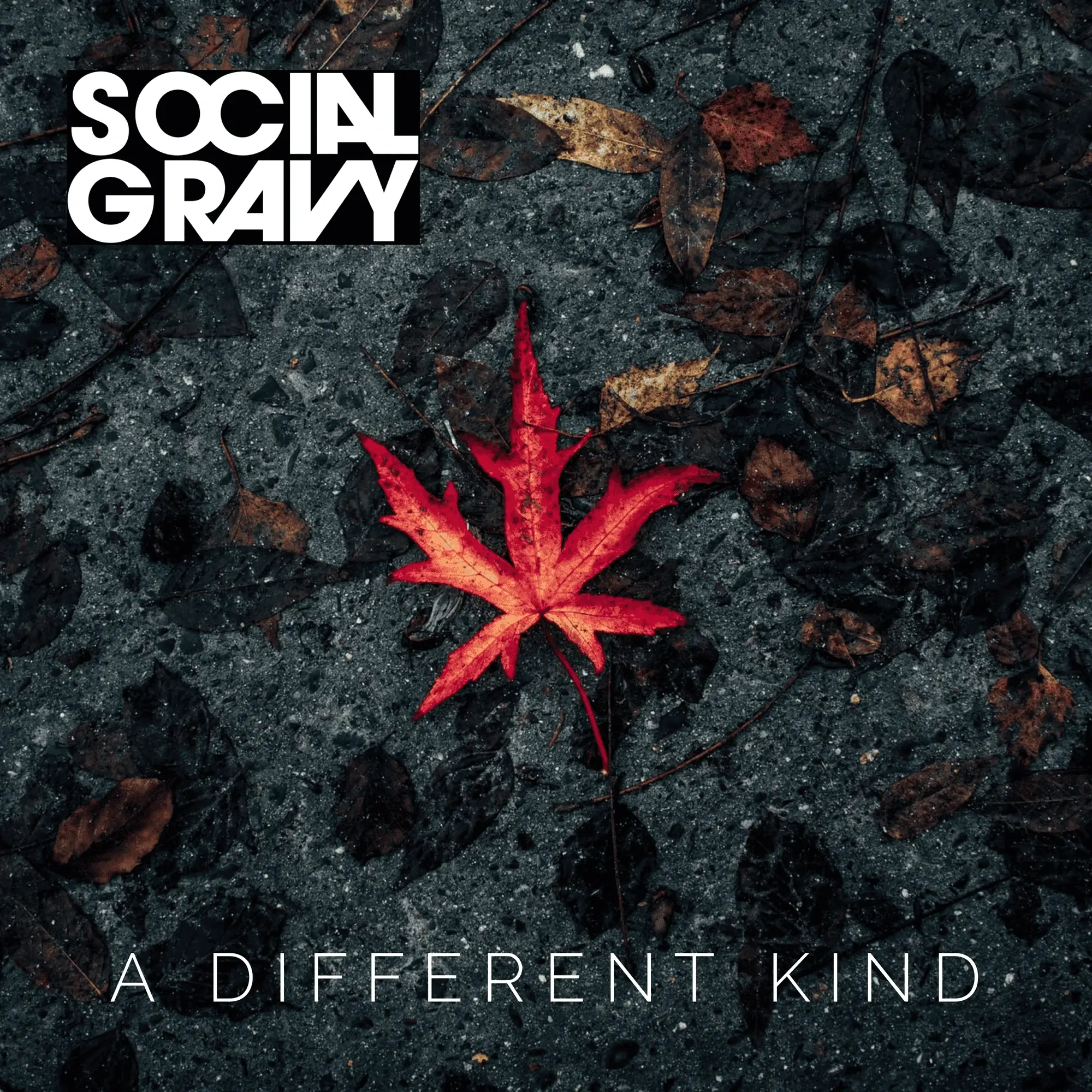 Throughout a Different Kind, Social Gravy Pulls Off a Pretty Remarkable Trick